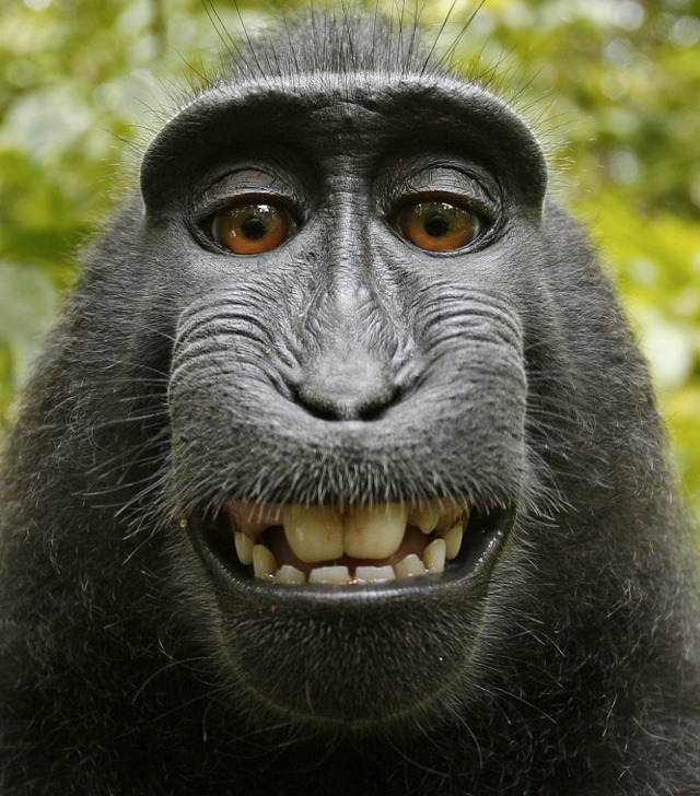 Macaque-Selfie-2